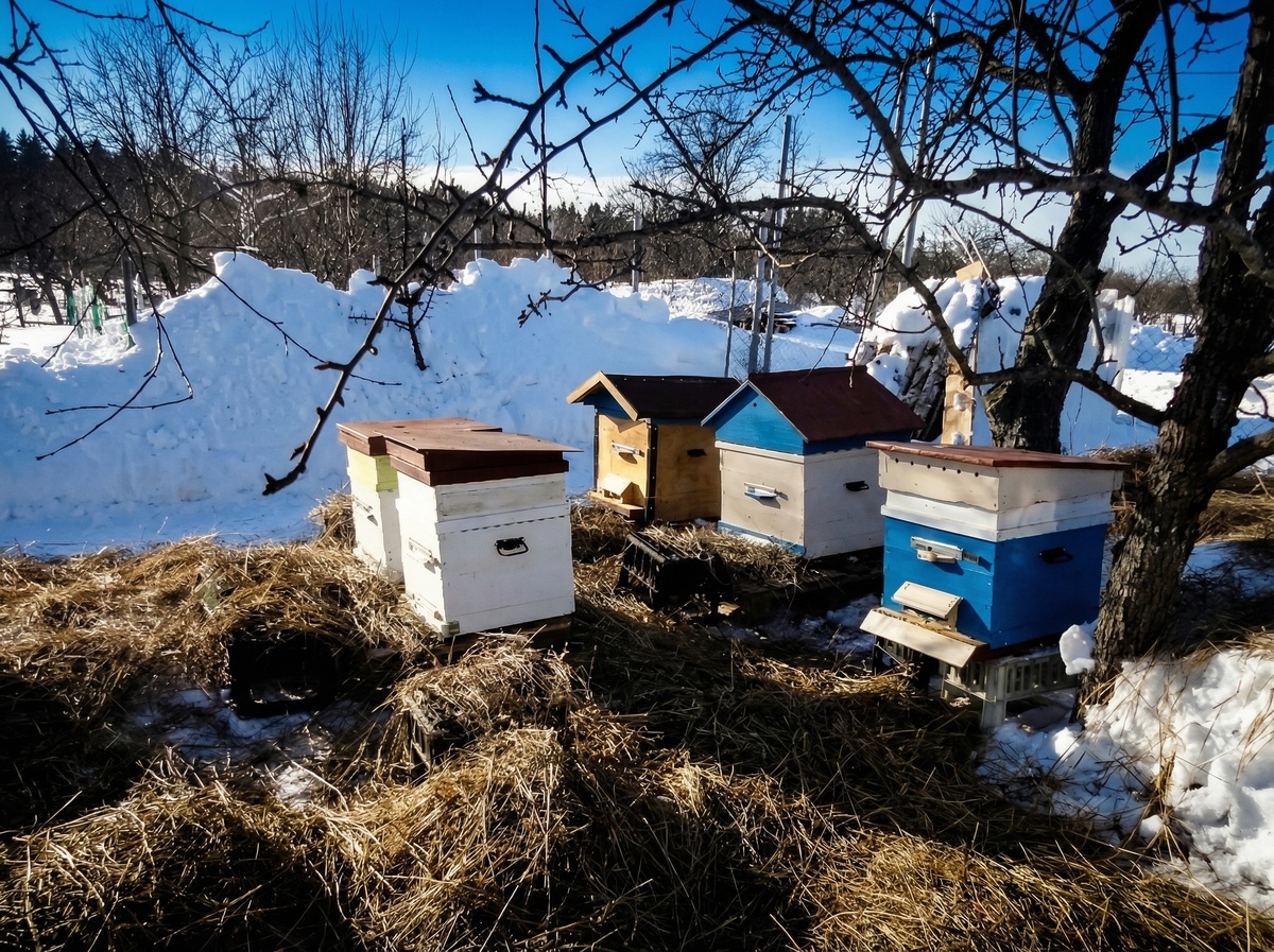 Ульи ранней весной