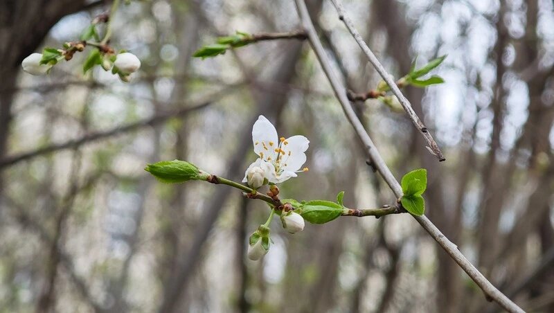      Фото: ИА «Победа26»