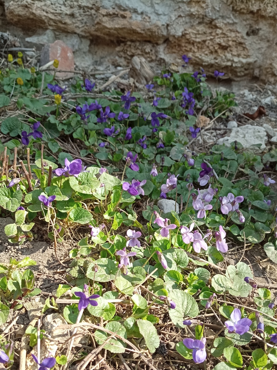 Контраст природных расцветок