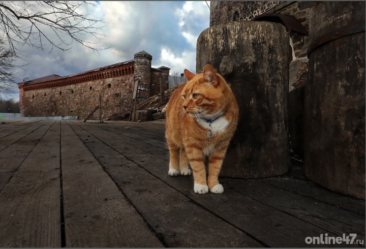 фото: Валентин Илюшин/Online47