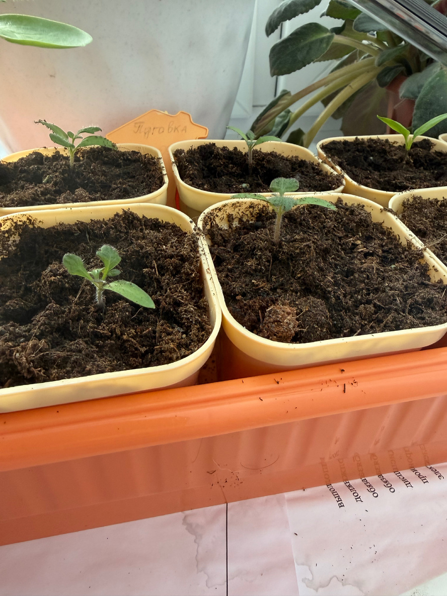 Томат Пуговка (вид сбоку)