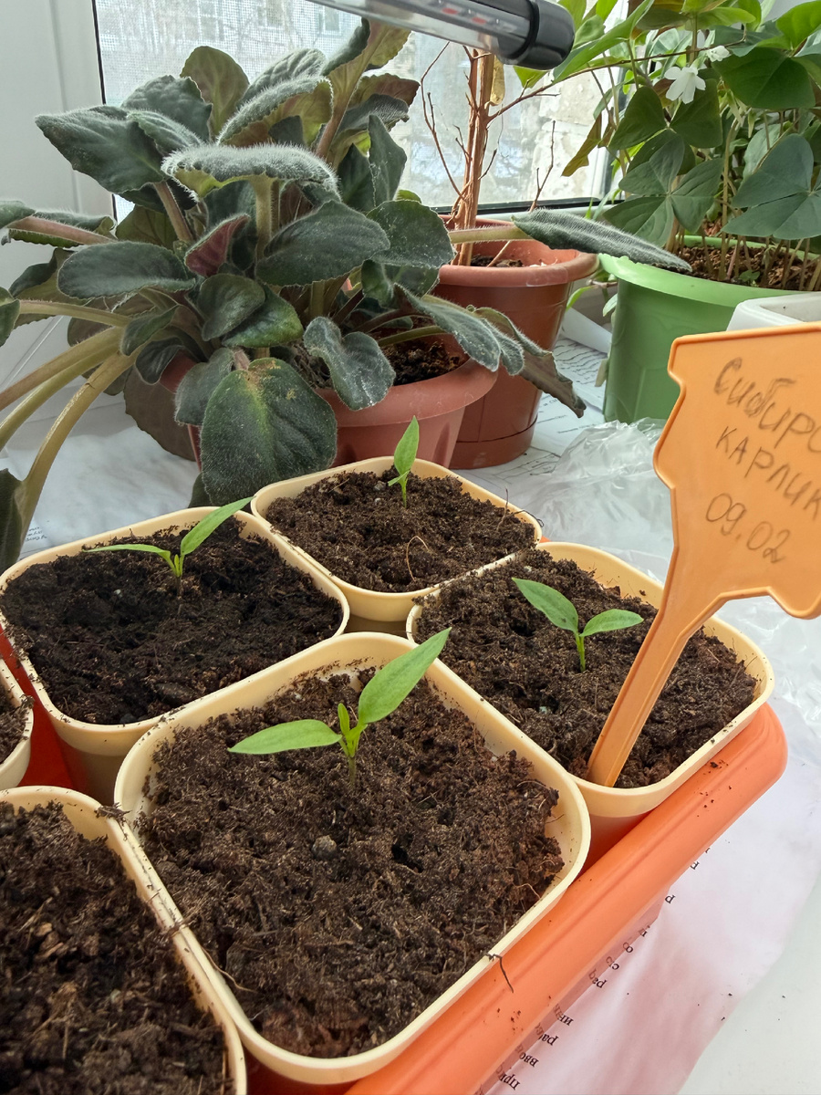 Перец Сибирский карлик