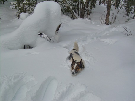 Фотографии Татьяны Немшановой разных лет. Март в тайге Крайнего Севера Западной Сибири ХМАО Югра, лес северный таёжный, весна Сибири ХМАО Югра. Лайка Западной Сибири ХМАО Югра.