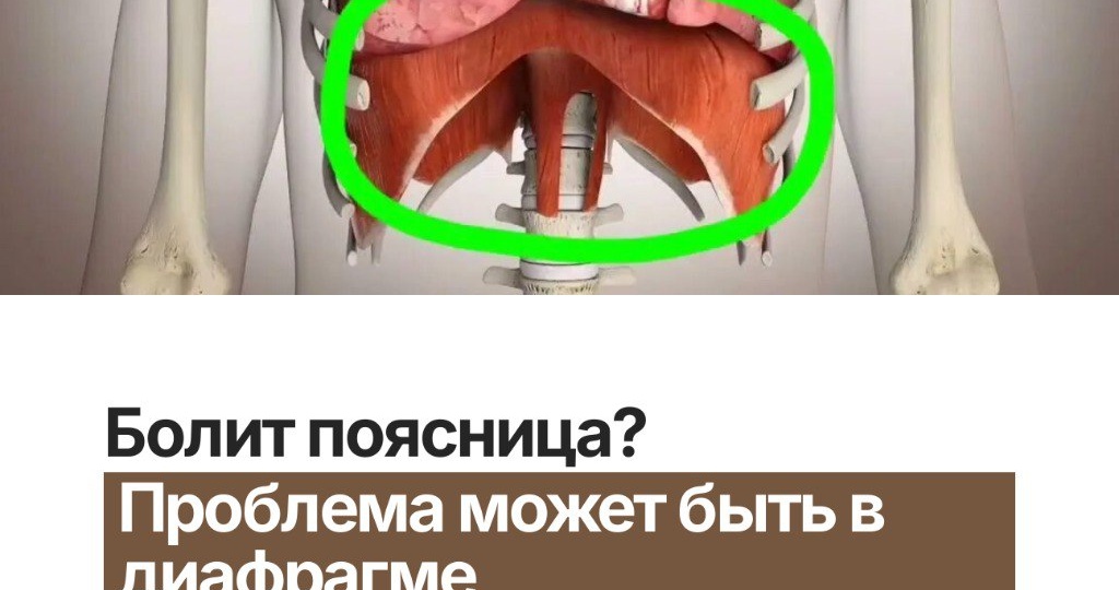Болит поясница и выпирает живот? Проблема может быть в диафрагме