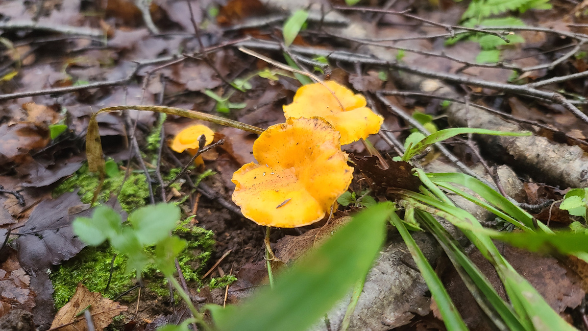 Декабрьские лисички. Фото автора от 7.12.2025