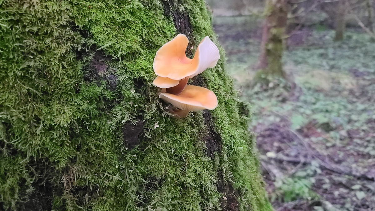 Фламуллина бархатисто-ножковая. Фото автора 07.12.2025г.