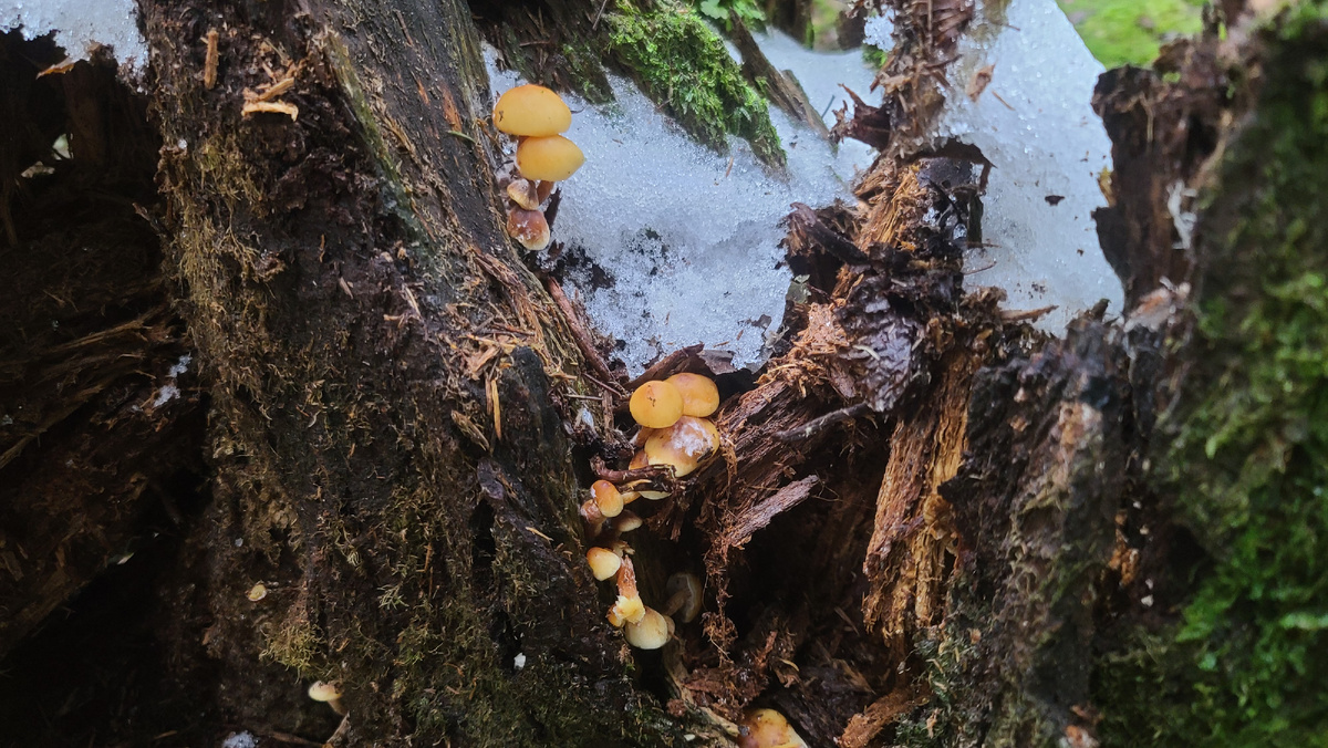 Фламуллина бархатисто-ножковая. Фото автора 07.12.2025г