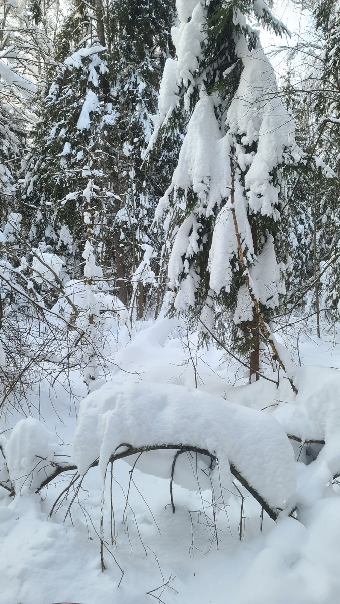 Заколдованнный лес. Февраль 2026г.