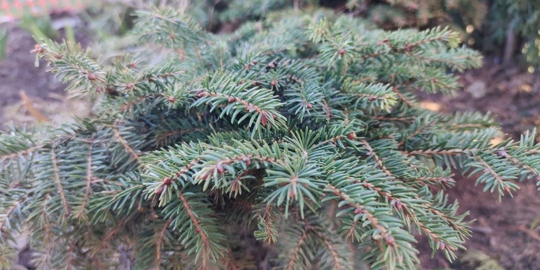 Можжевельнику после таяния снега - сразу же: 30 г в воду - и кустик весь обрастет хвоей, без желтизны и проплешин