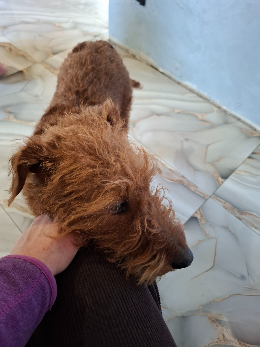 Я кофе пью, Альфа не отходит