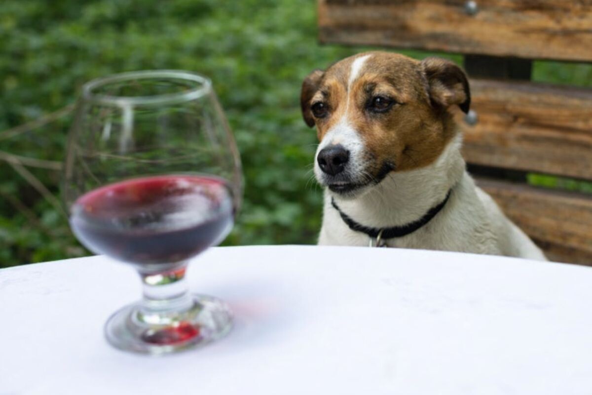 Собака и бокал вина 