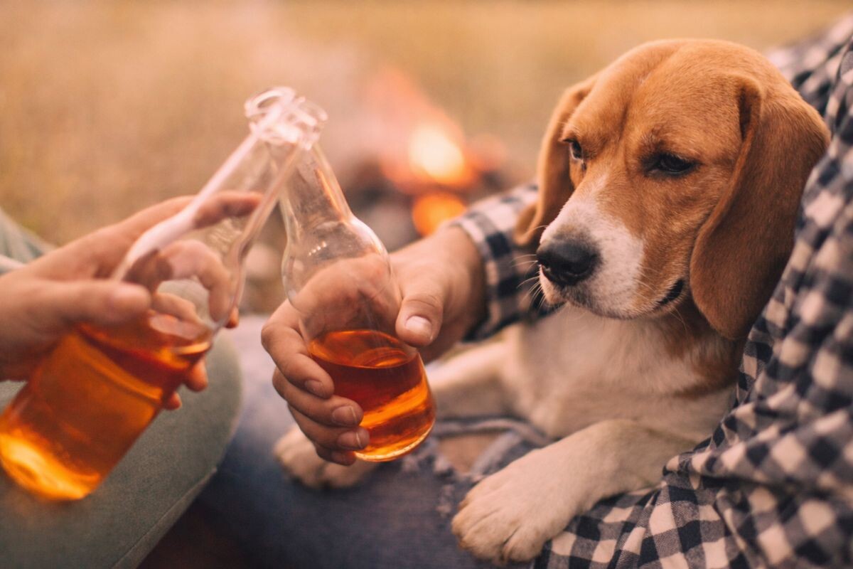 Может ли собака опьянеть