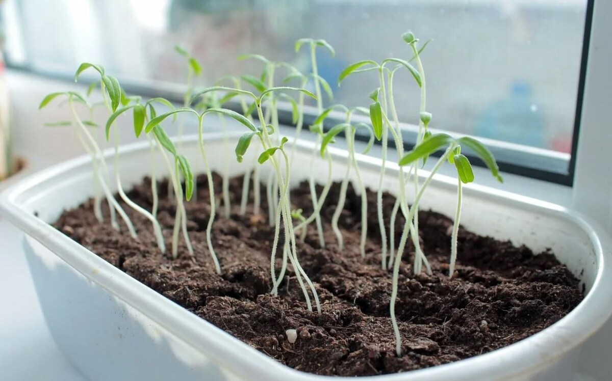  даже на южном окне освещенность в 3–5 раз ниже, чем нужно для нормального развития сеянцев. 