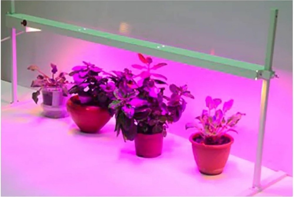 Фитолампы очень популярны у нас в России, где рассаду массово начинают выращивать уже с февраля