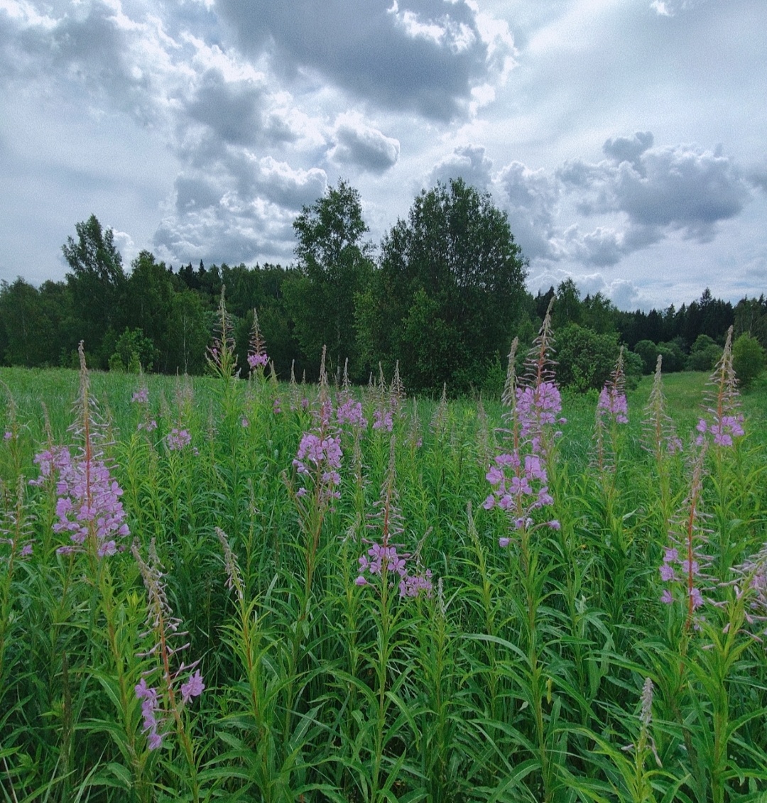 Крепитесь люди, скоро лето. Так цветет Иван-чай (фото автора)
