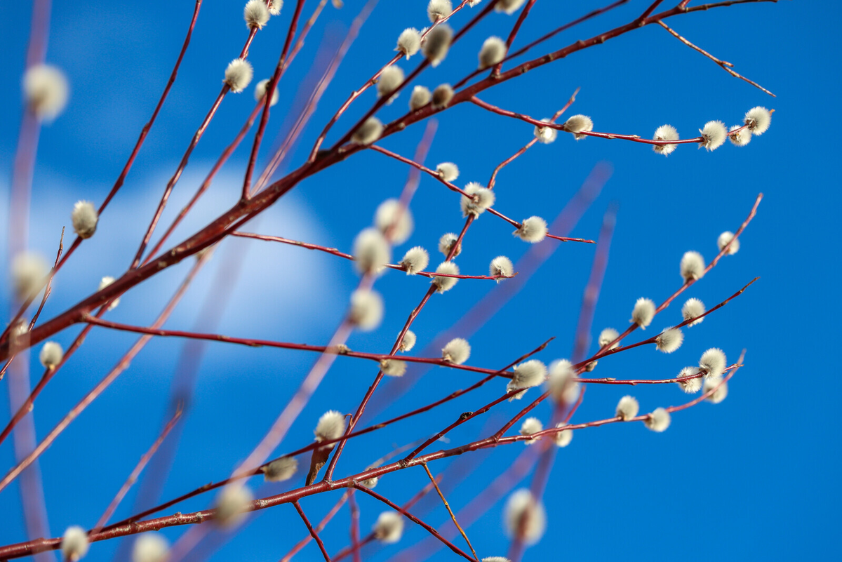 Фото: Олег Золото