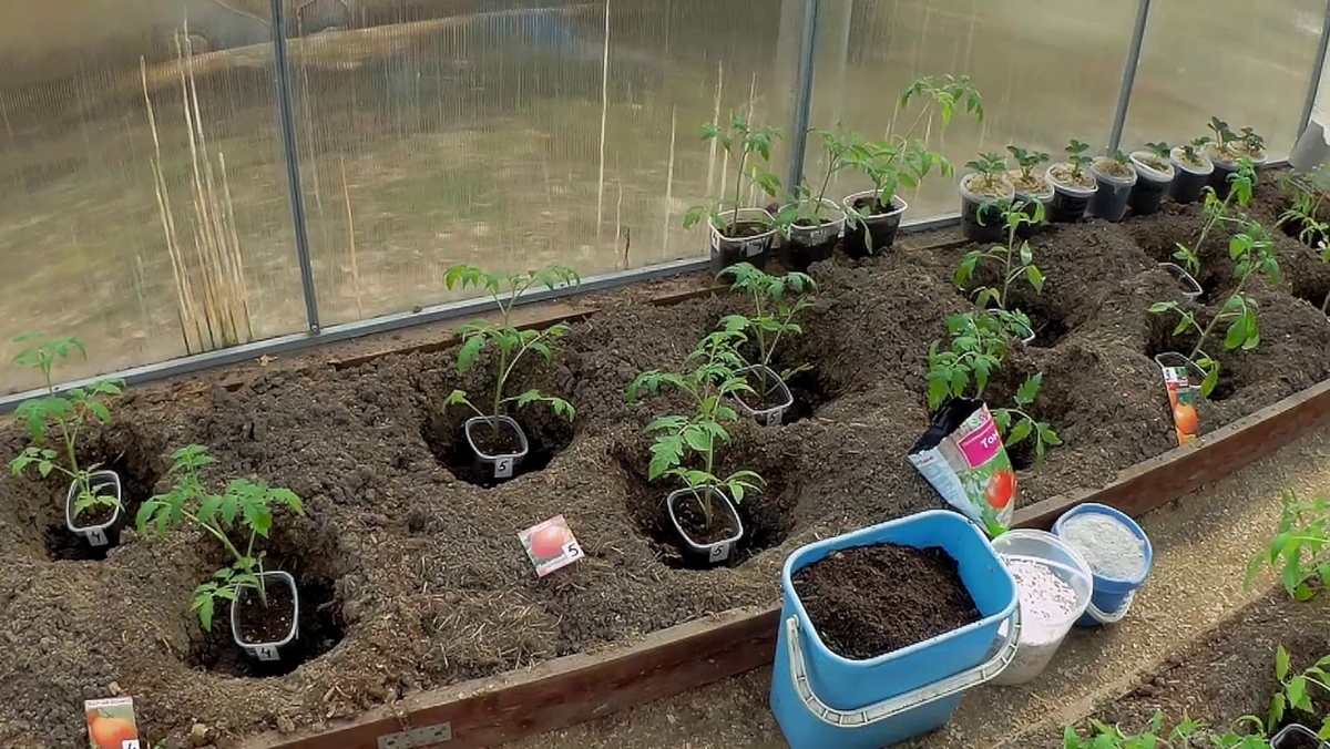 В Средней полосе РФ томаты, в основном, выращивают в теплицах