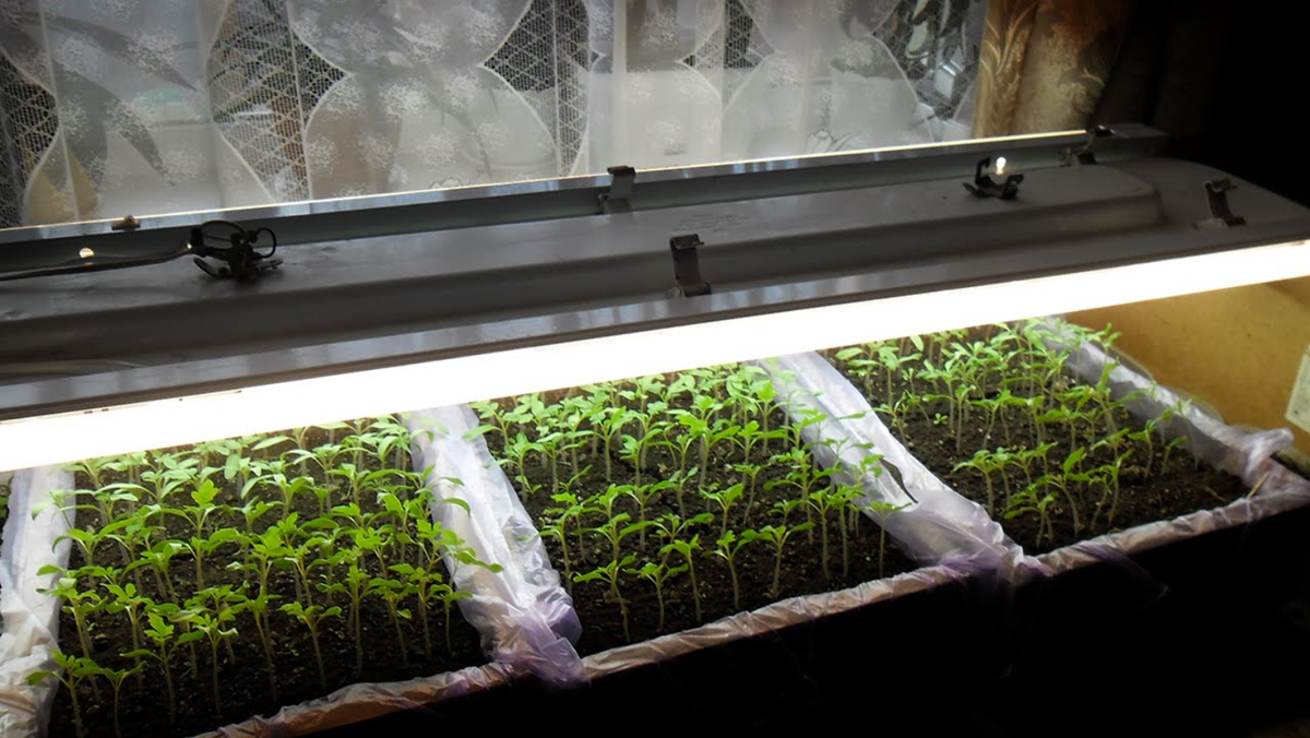 Посев семян для выращивания рассады томатов