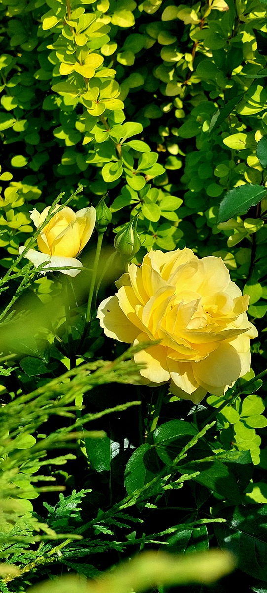 Багама.  Ч/г роза