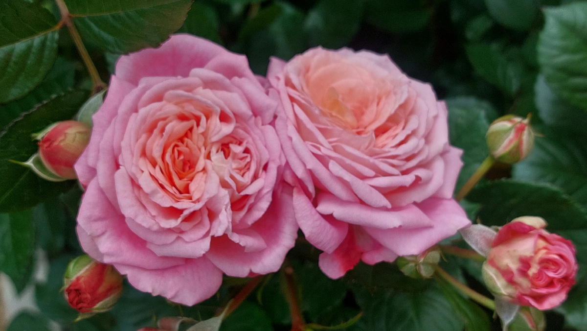 Амаретто. Флорибунда