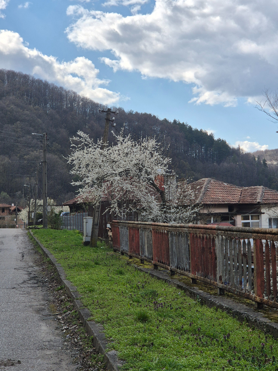 Всё в цвету.