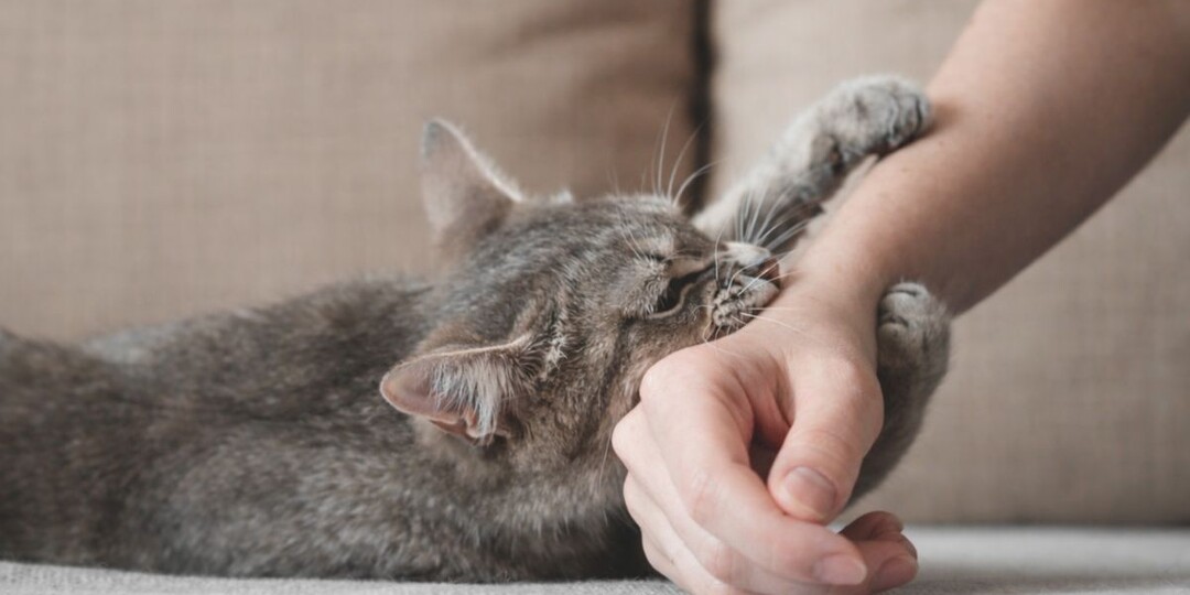 От любви до укуса один шаг: скрытые причины, почему кошка лижет, а затем нападает