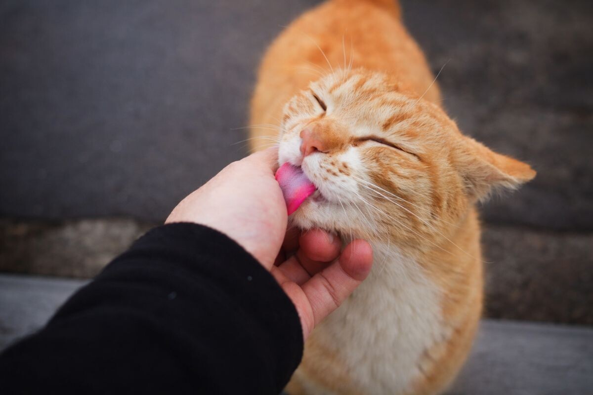 Кот лижет руку 