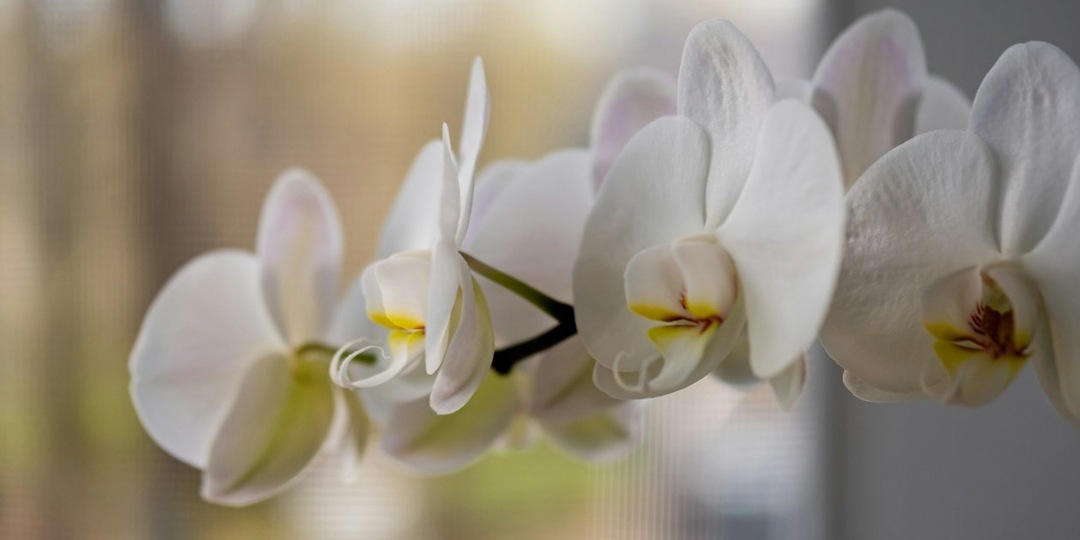 Орхидея будет цвести год: всего 2 капли и воскреснет самый капризный цветок