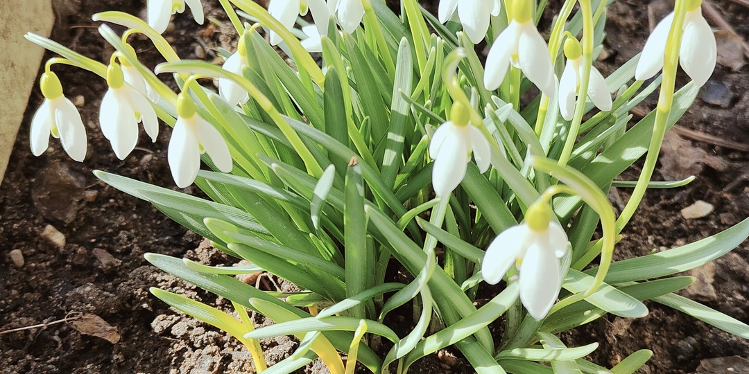 Дурная голова ногам покоя не даёт, или как мы съездили на дачу второй раз.
