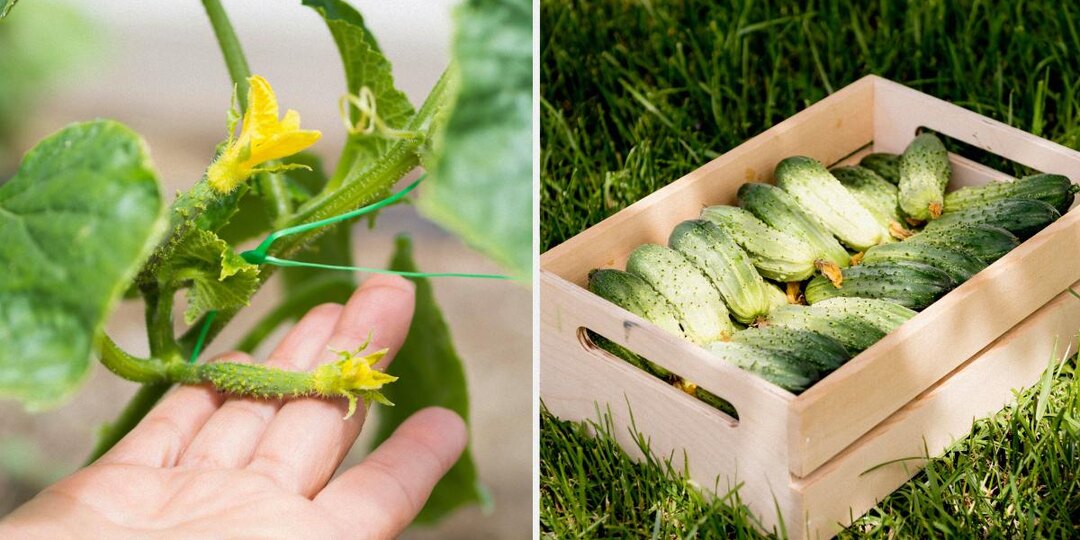 Огурцы прут как на дрожжах: удобрение из холодильника, о котором молчат дачники