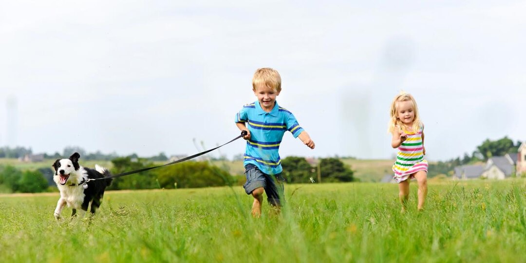 Какие собаки самые милые и станут настоящими друзьями: эксперты назвали топ-8 пород