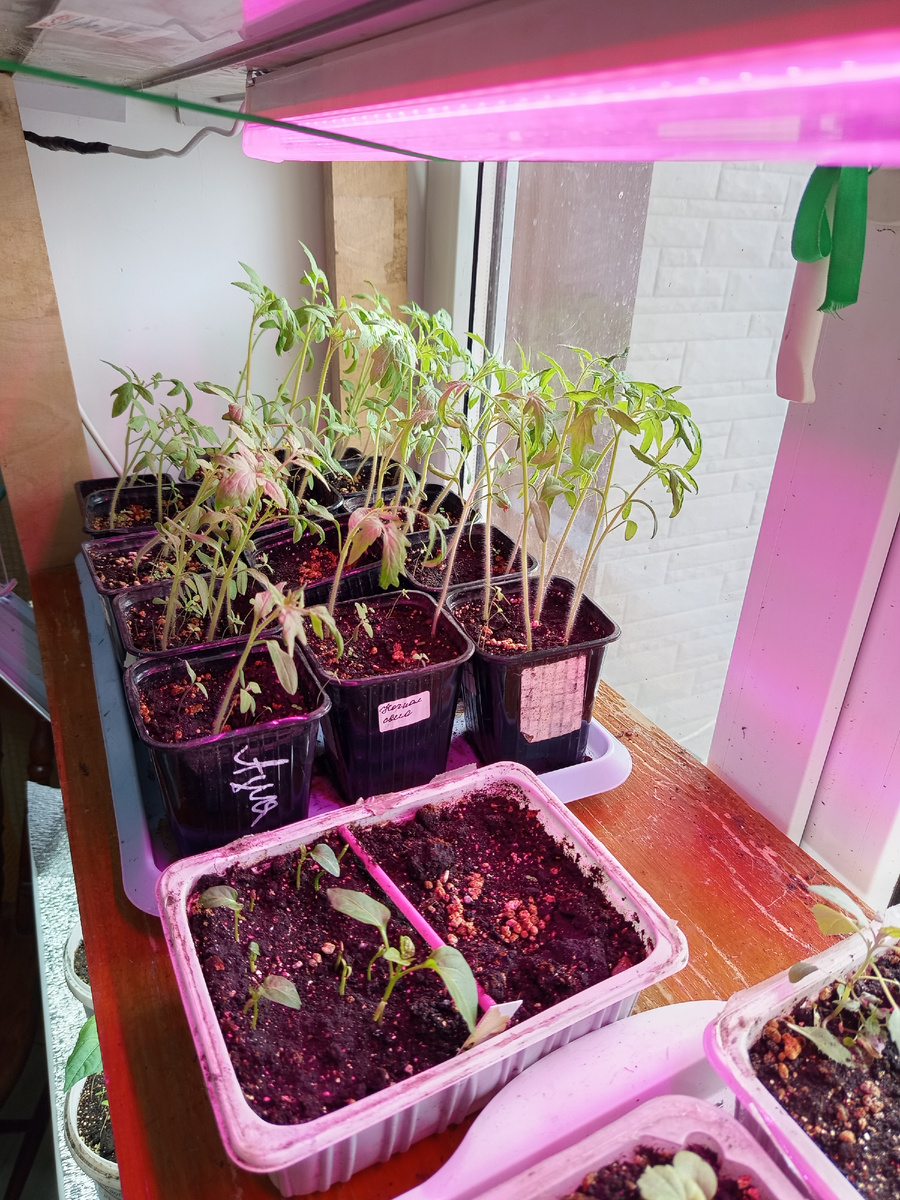 Переросла рассада томатов