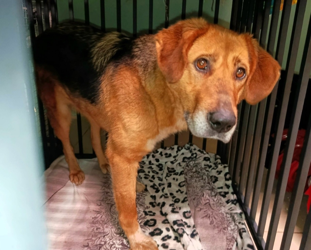 В первые дни в приюте.