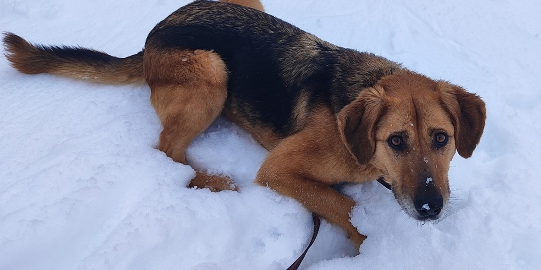 Развенчание мифов. Веста, метис гончей- собака не для приюта