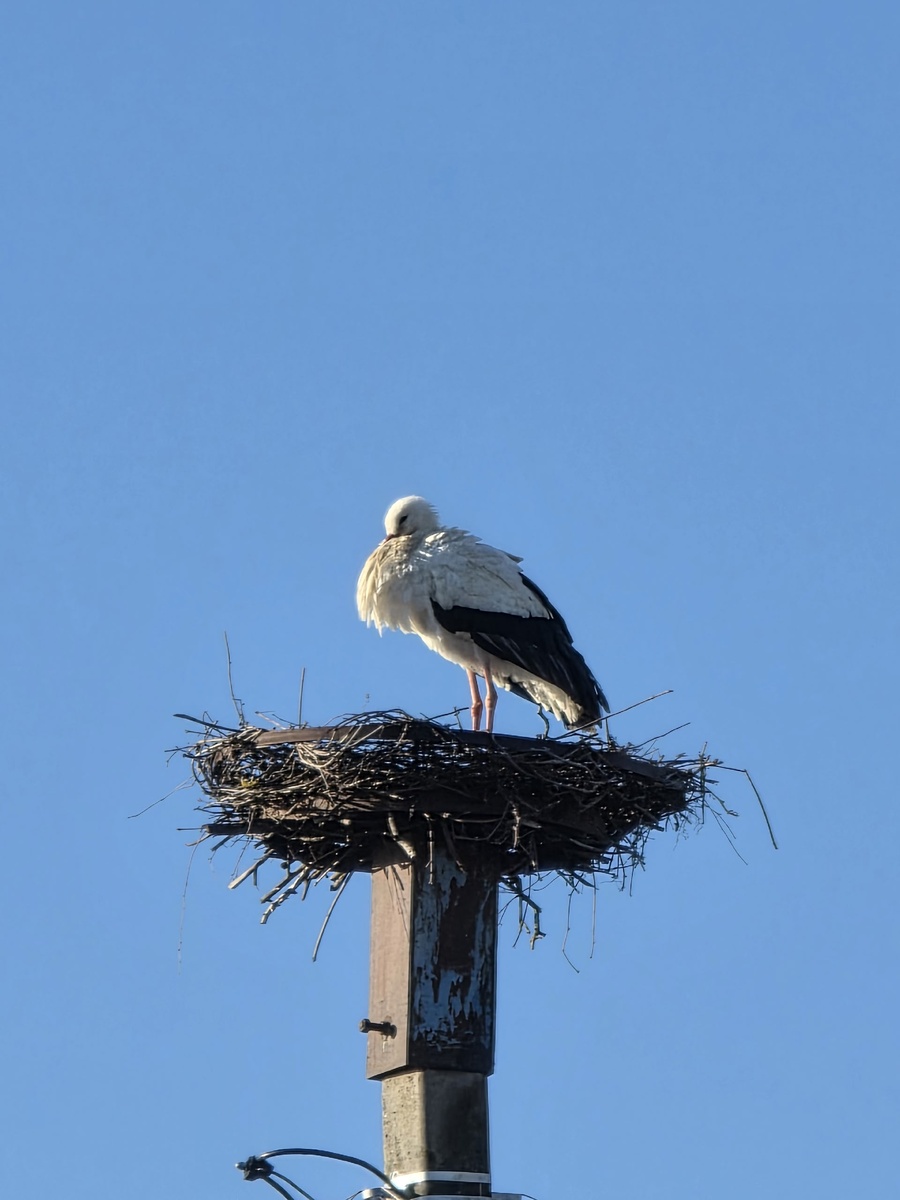 Аисты прилетели. 