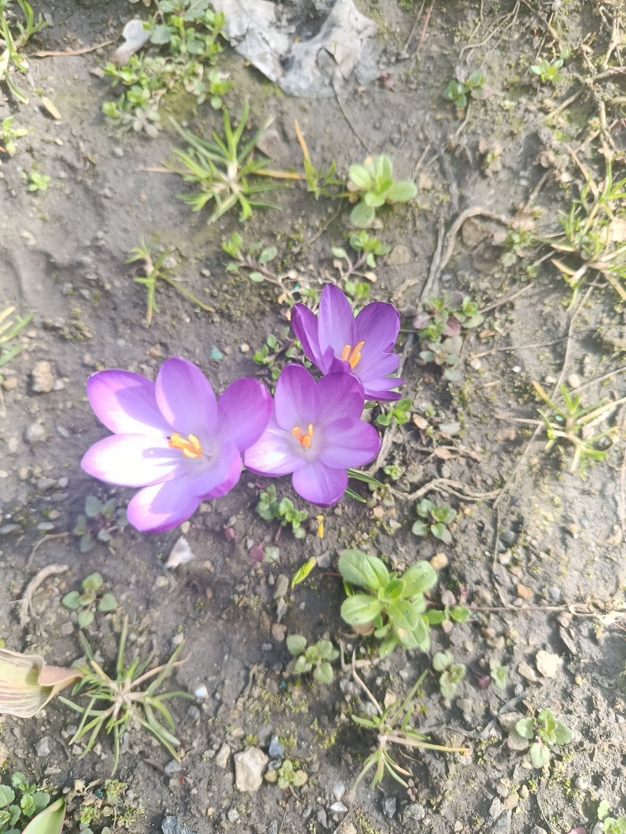 Крокус, уже отходят, начинают цвести нарциссы 