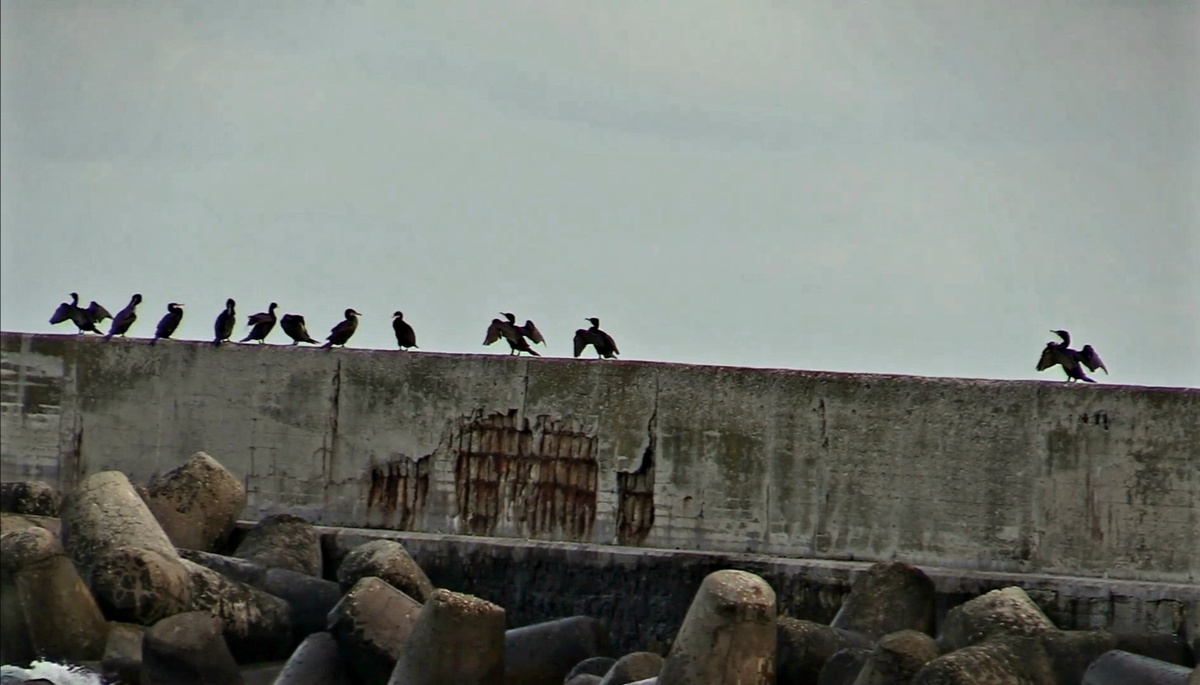 Баклан: "Работаю готической статуей. Дорого. После обеда не беспокоить - крылья на просушке".