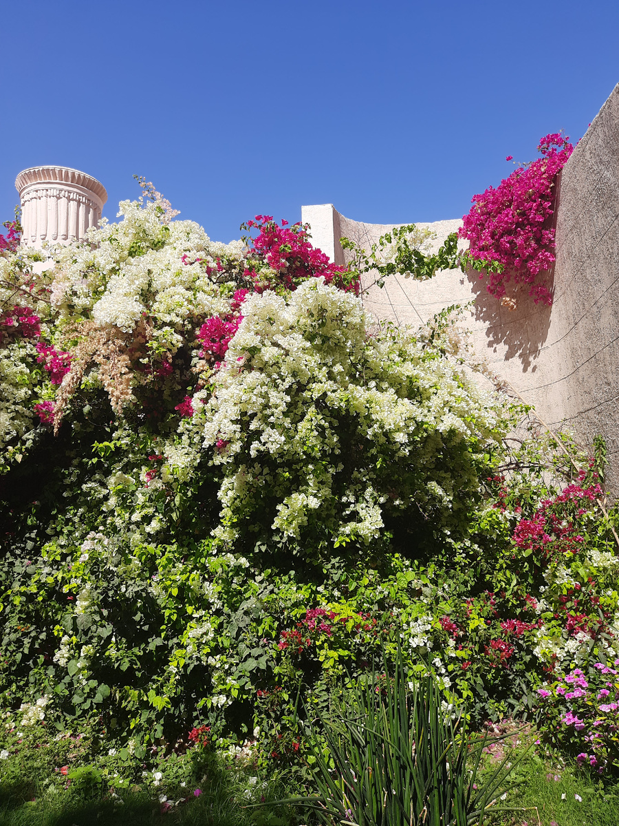 Цветы нашего бюджетного отеля