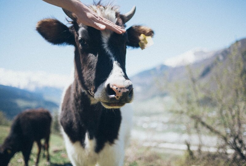 На Урале фермеры выливают молоко из-за карантина