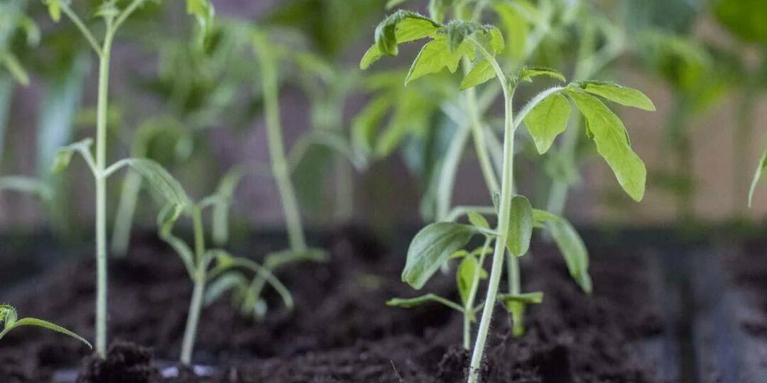 🌱 РАСТЕНИЕ «НЕ РАСТЁТ»? НЕ СПЕШИТЕ ВИНИТЬ УДОБРЕНИЯ — ЧАСТО ПРОБЛЕМА В ДРУГОМ