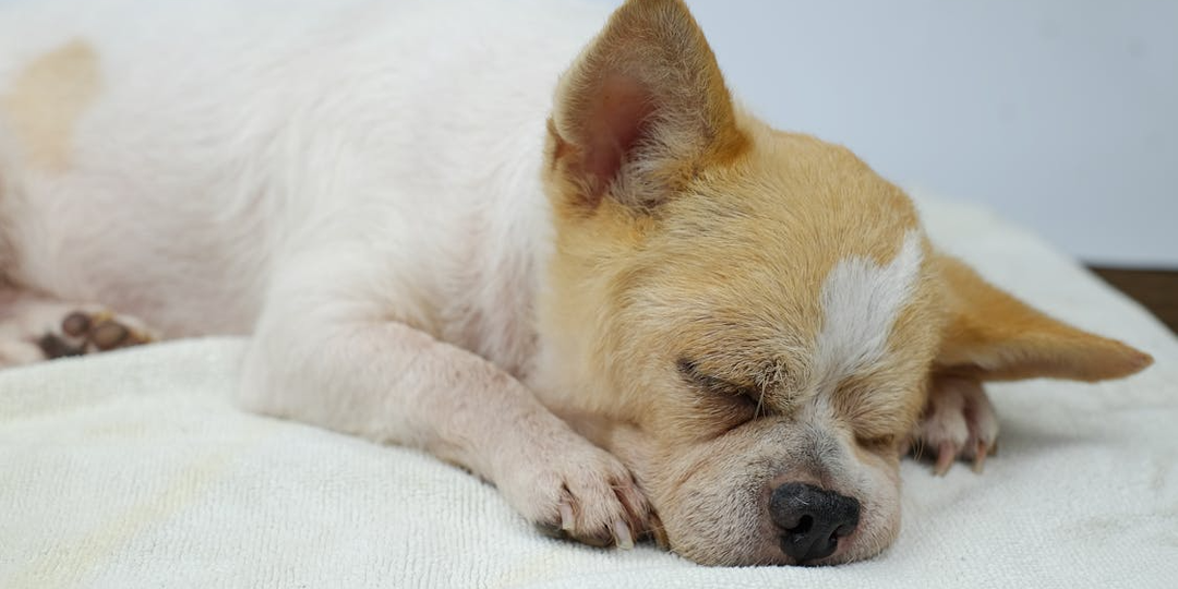 О чем «молчит» ваш спящий пес? Расшифровка 4 основных поз собаки от кинолога: от природной осторожности до 100% доверия