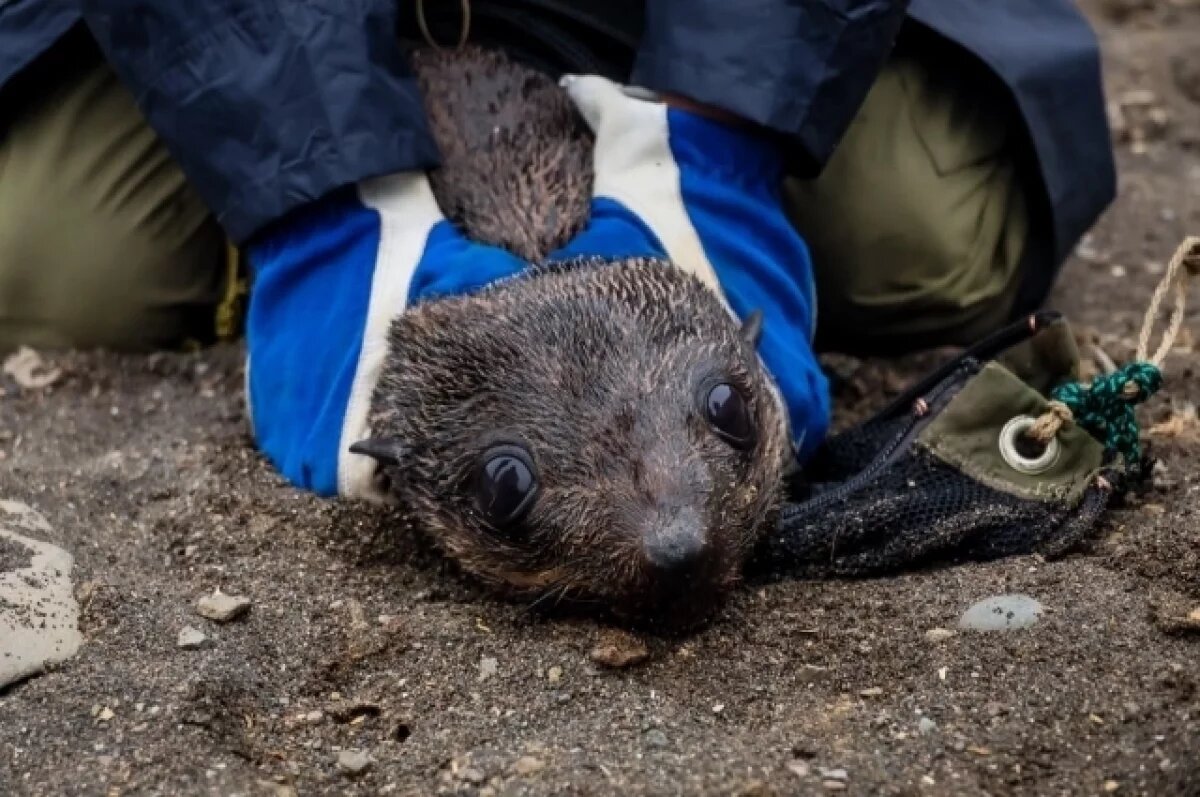    Калининградцев просят не мешать детёнышам тюленей на берегу