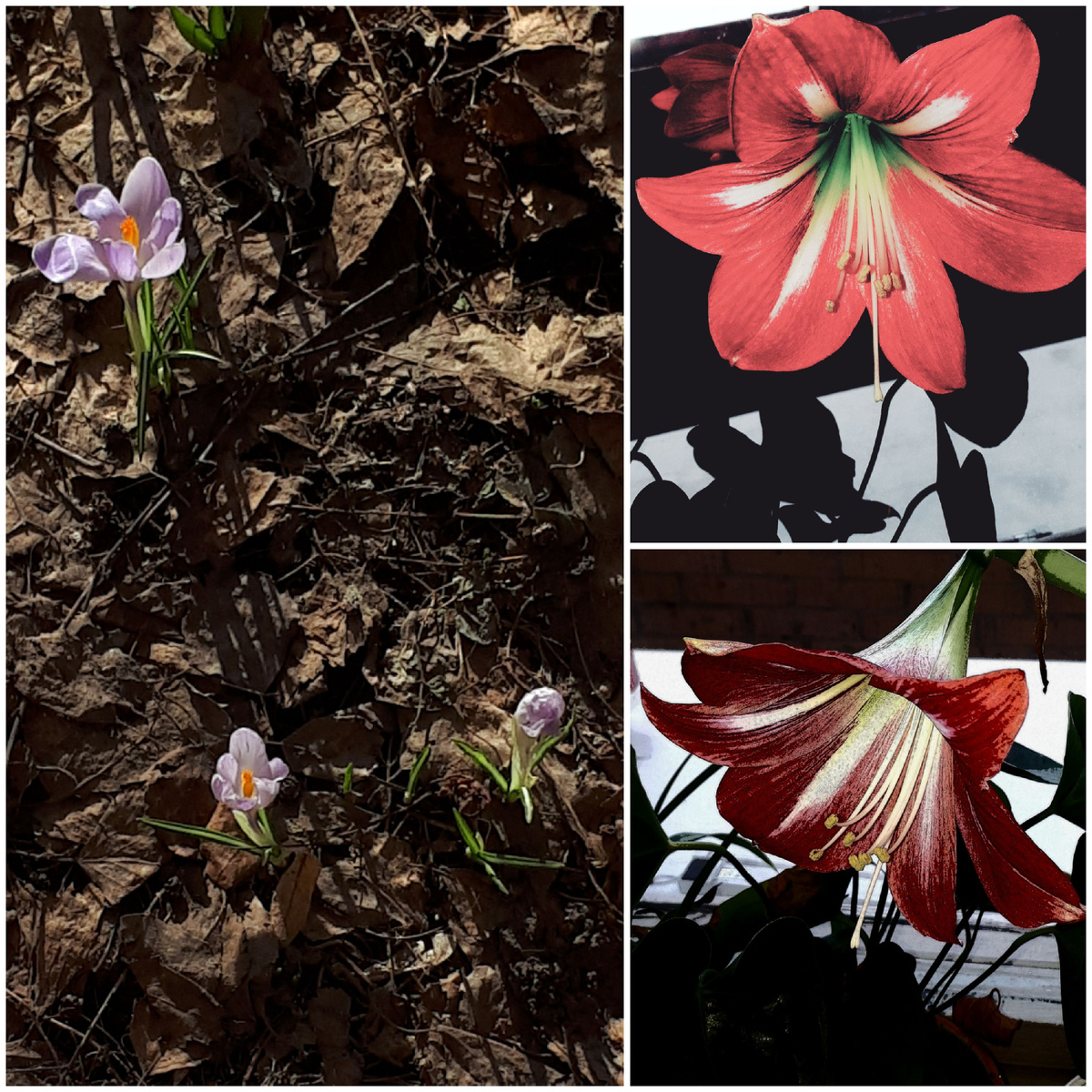 Коллаж автора 22.03.2026г.