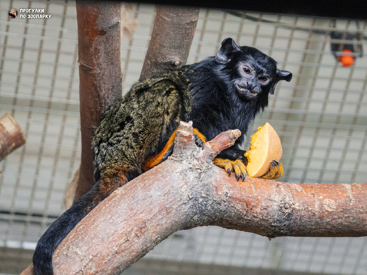 Краснорукие тамарины