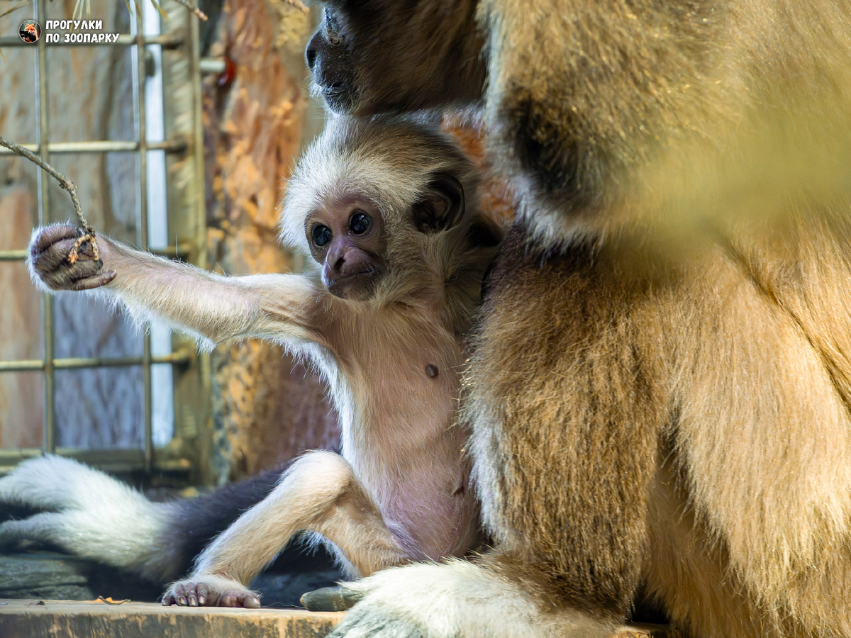 Белорукие гиббоны: мама с малышкой Теей
