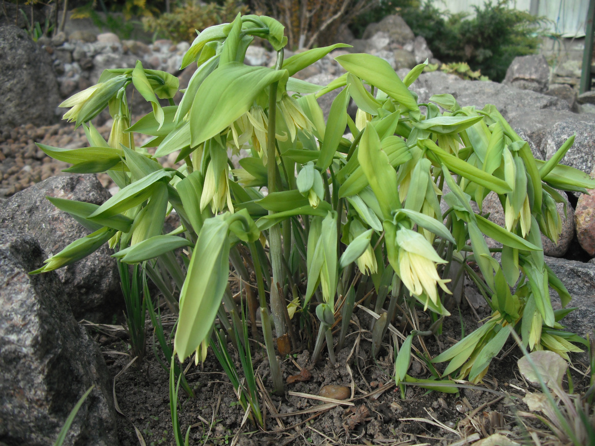 Увулярия, начало