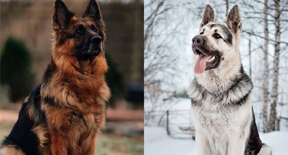 "Я чуть не купил не ту собаку. Оказывается немецкая и восточноевропейская овчарка - это разные животные"