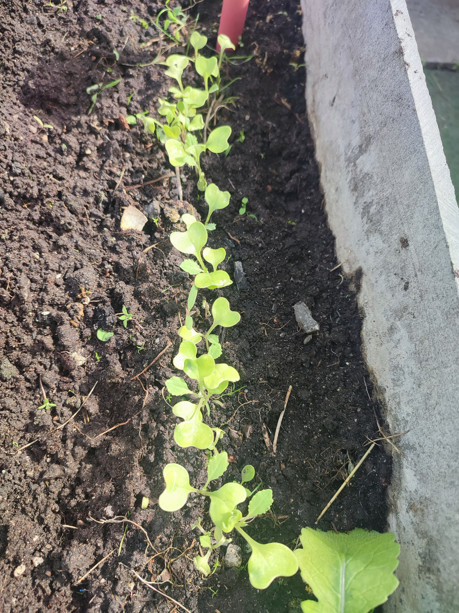 Капуста по краю грядки в теплице 