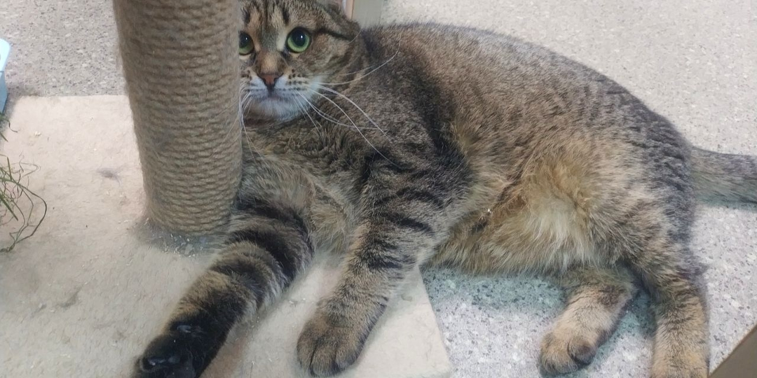 💯День стольника кошек💯нужна помощь в лечении кошачьих зубов 😿🦷