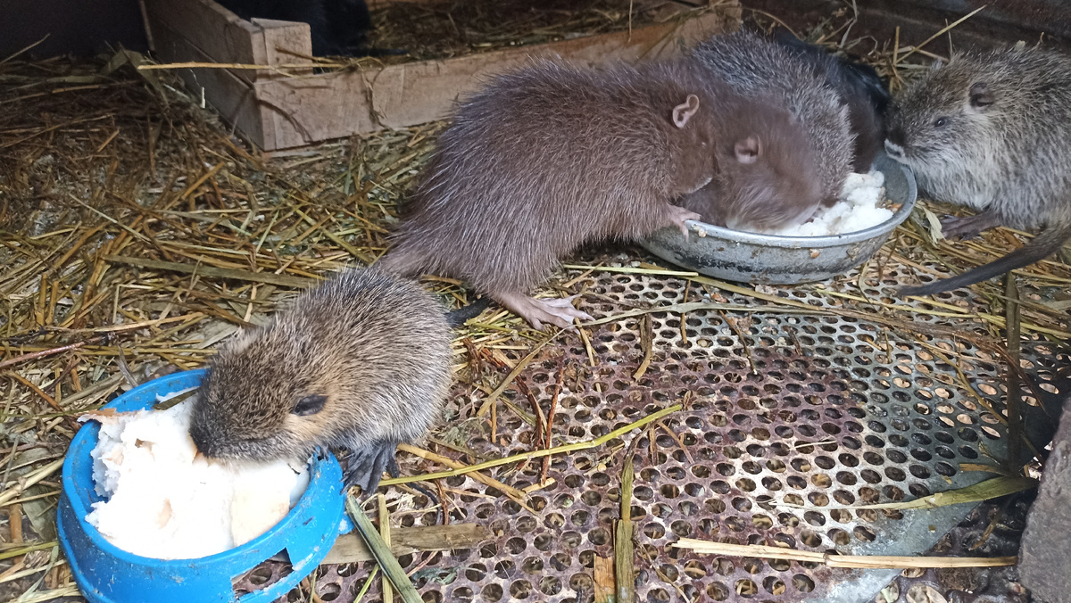 Нутрята, пересаженные в уличную клетку во второй половине марта